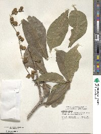 Barringtonia racemosa image