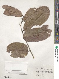 Eschweilera itayensis image