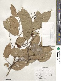 Eschweilera parvifolia image