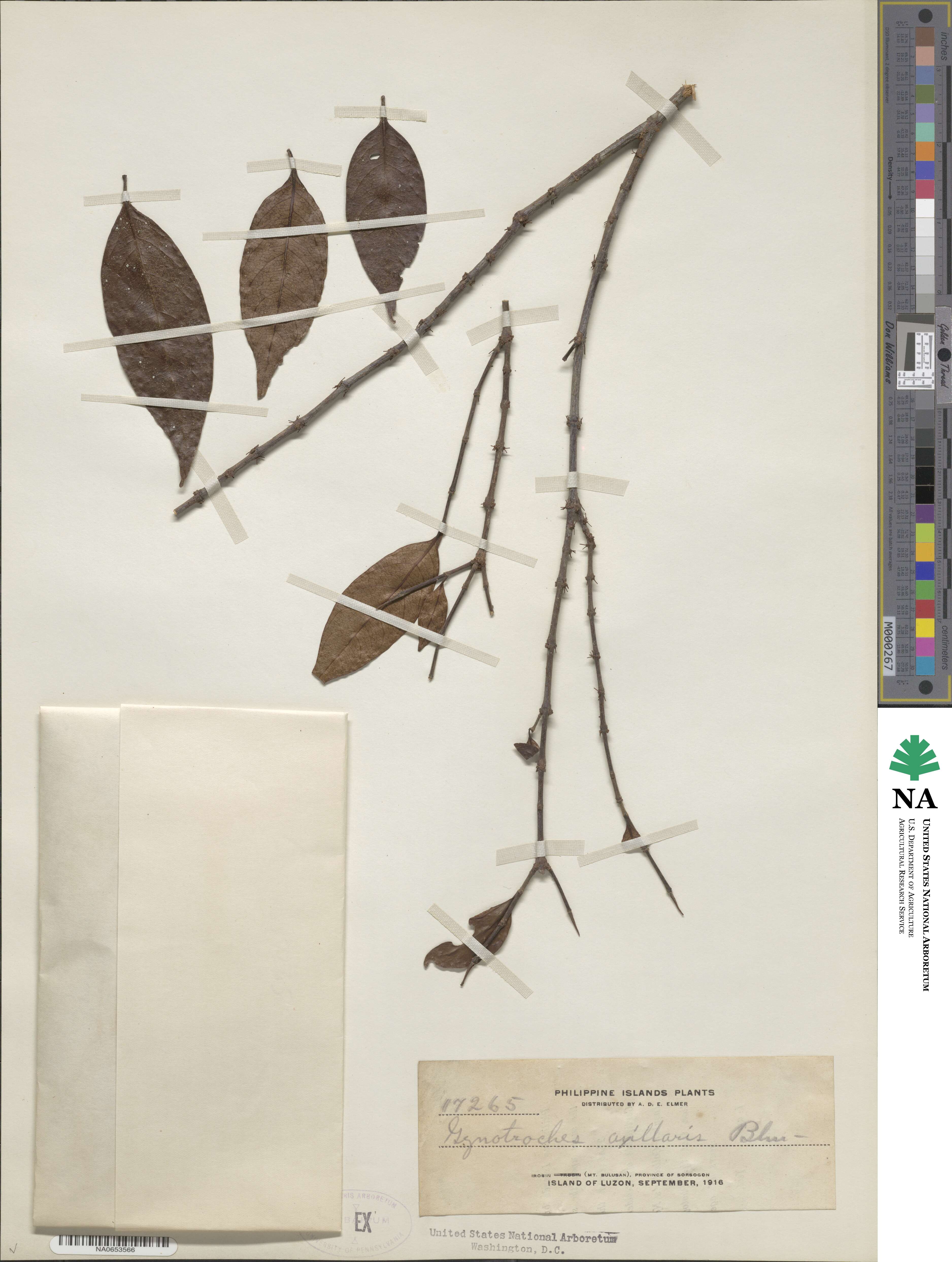 Gynotroches axillaris image