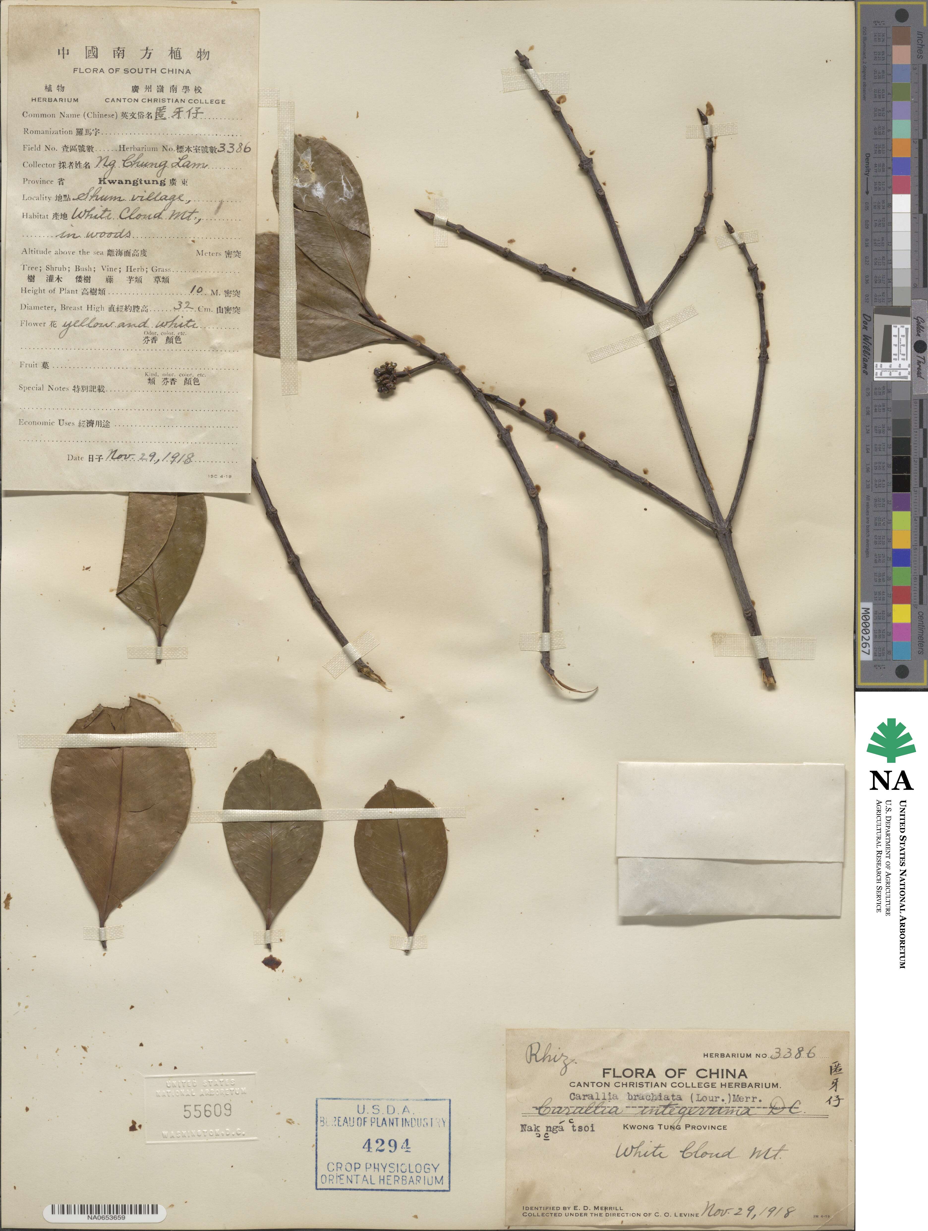Carallia brachiata image
