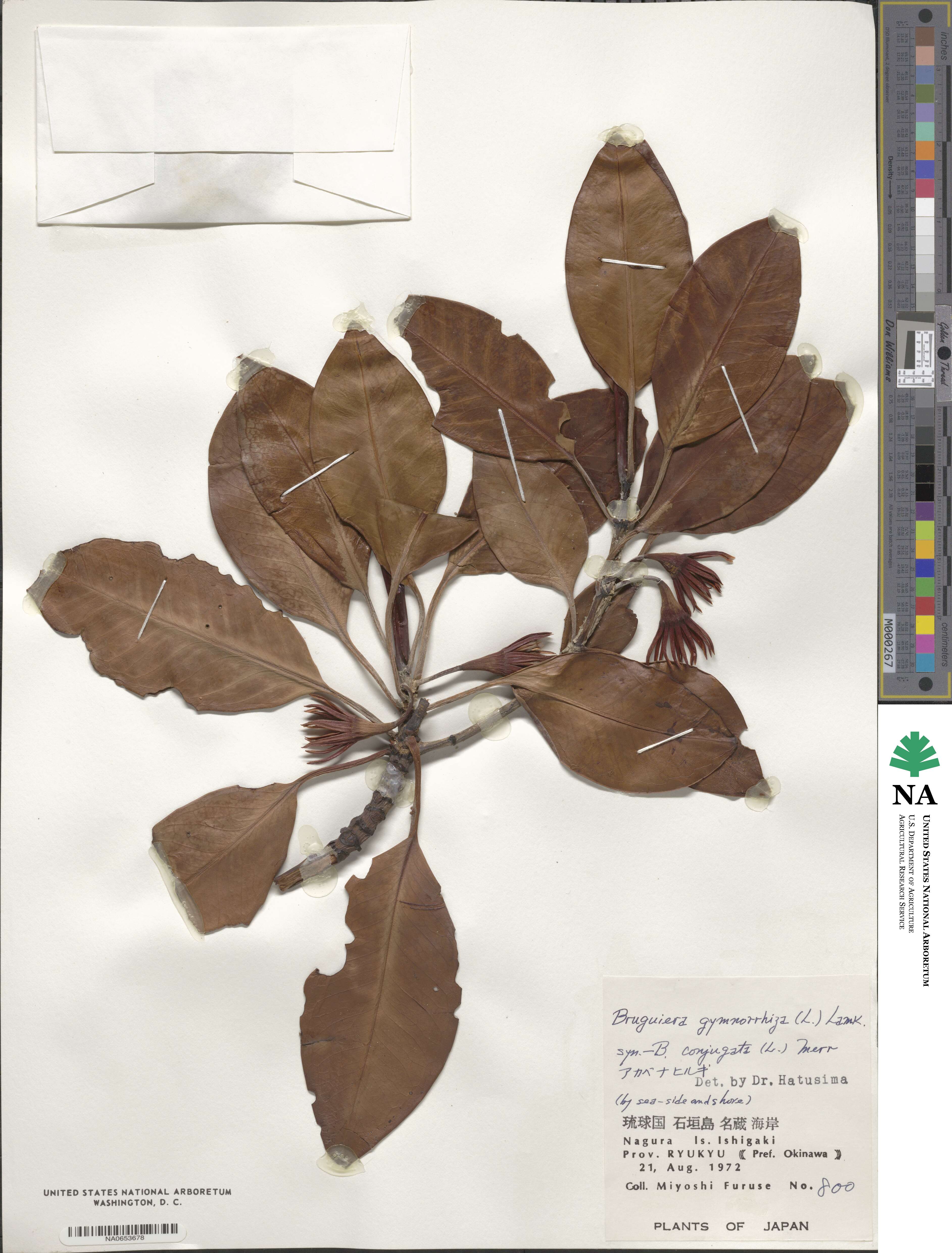 Bruguiera gymnorhiza image