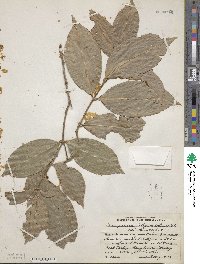 Cassipourea guianensis image