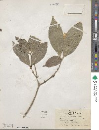 Cassipourea guianensis image