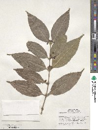 Cassipourea peruviana image