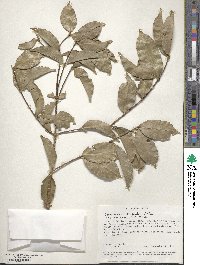 Image of Cassipourea euryoides