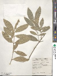 Cassipourea malosana image