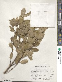 Cassipourea malosana image