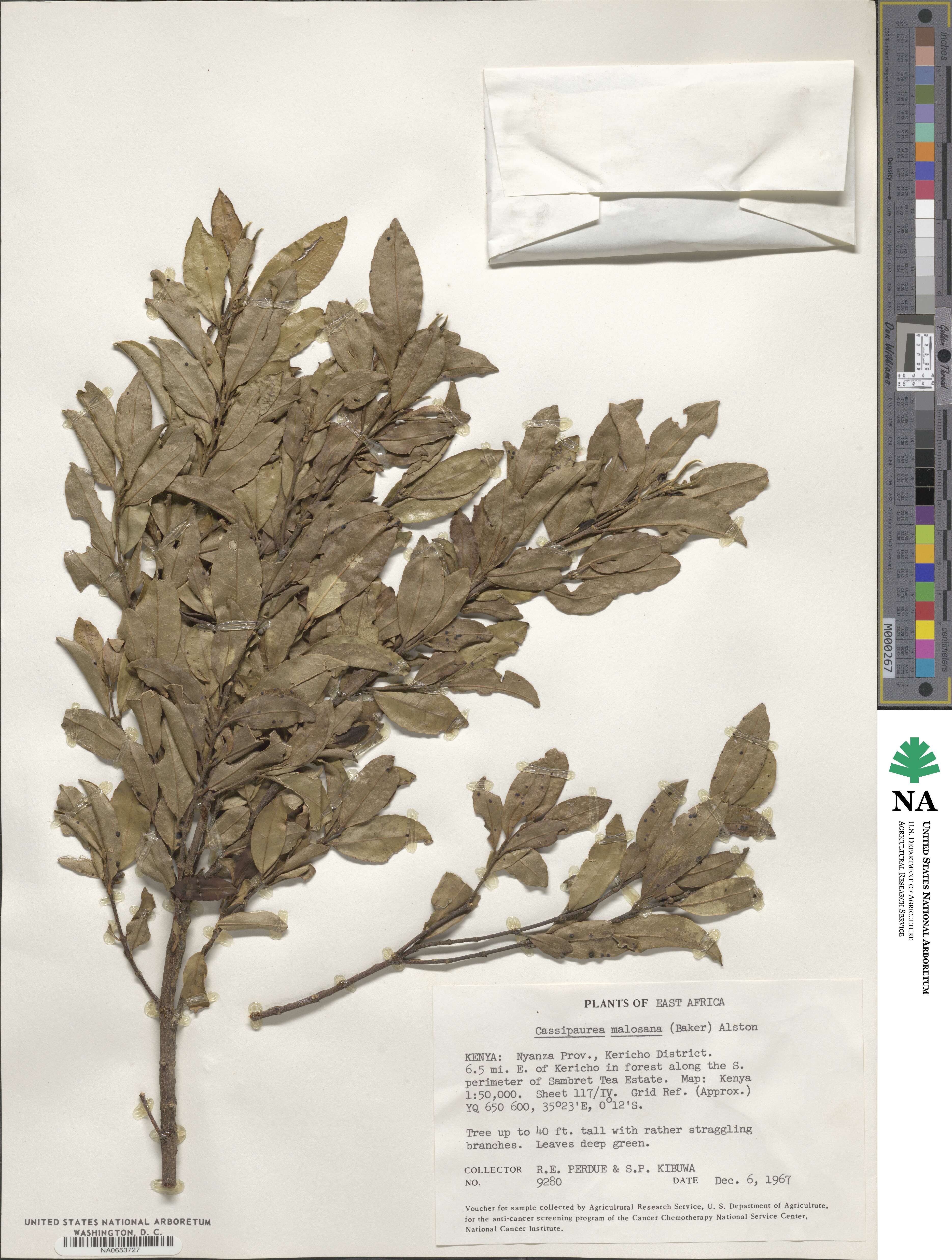 Cassipourea malosana image