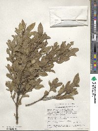 Cassipourea malosana image