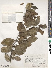 Cassipourea malosana image