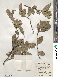 Cassipourea malosana image