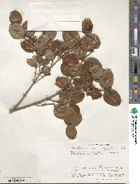 Image of Cassipourea rotundifolia