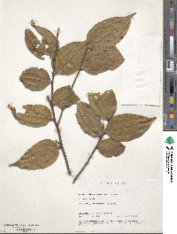 Image of Anisophyllea cinnamomoides