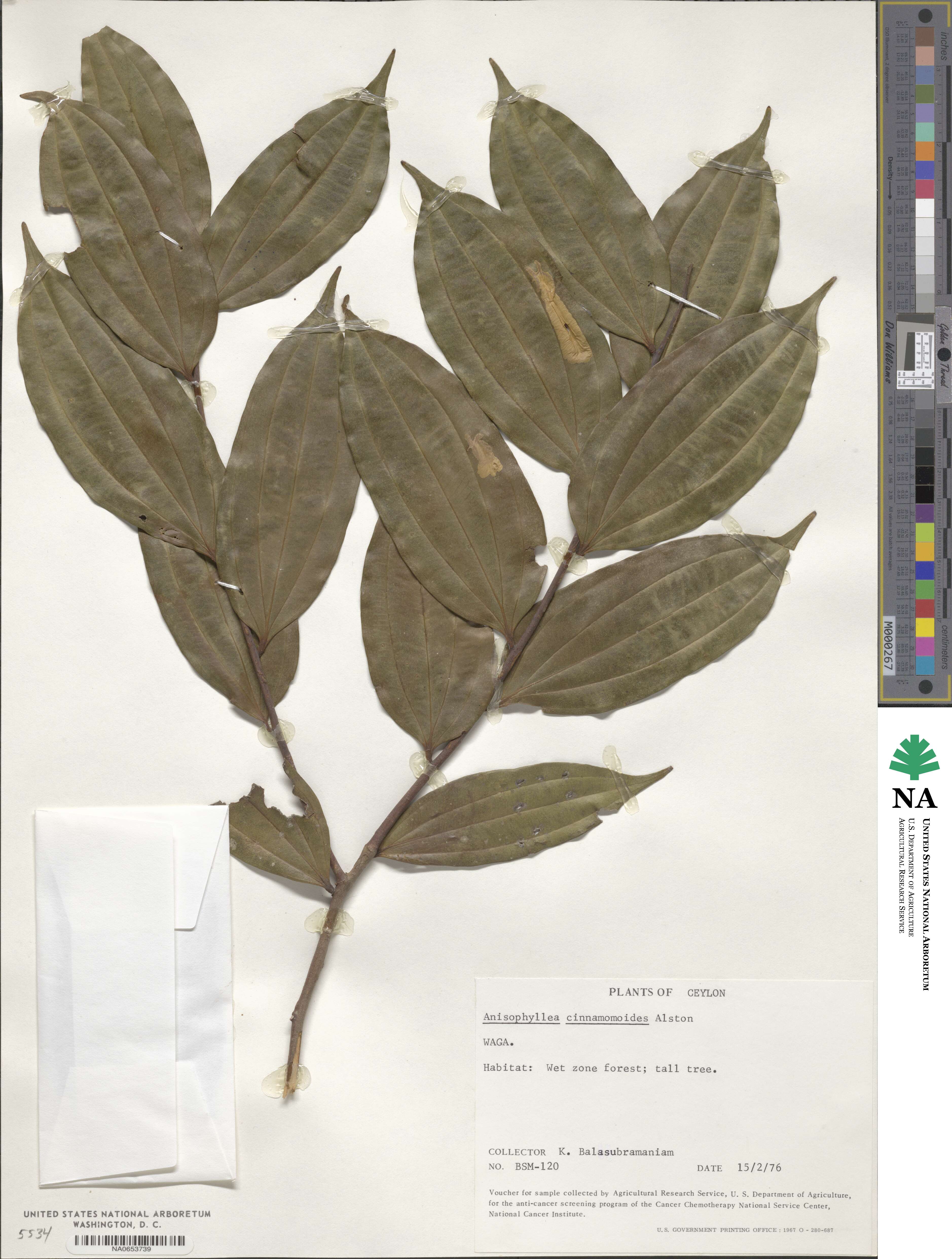 Anisophylleaceae image