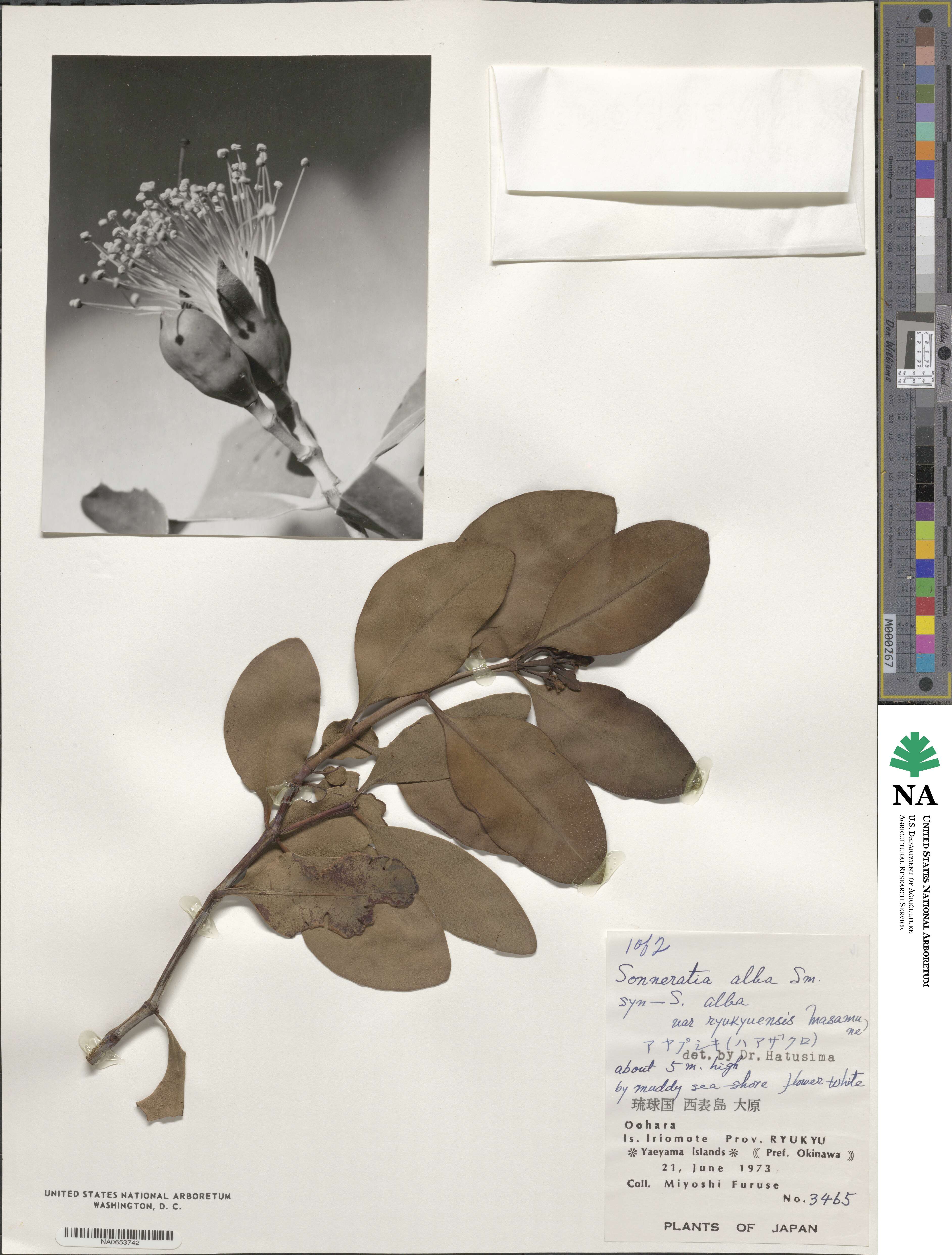 Sonneratia alba image