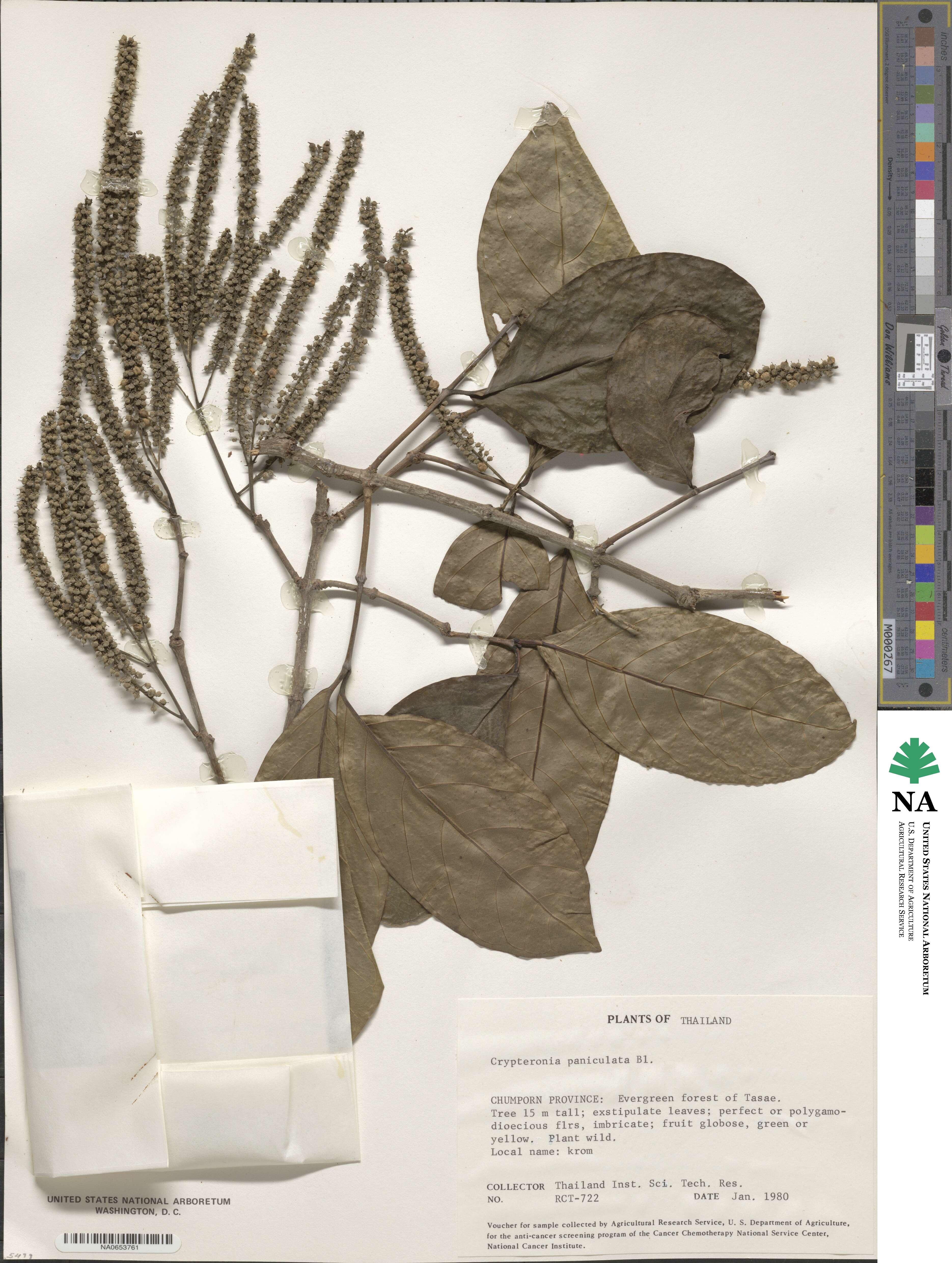 Crypteronia paniculata image