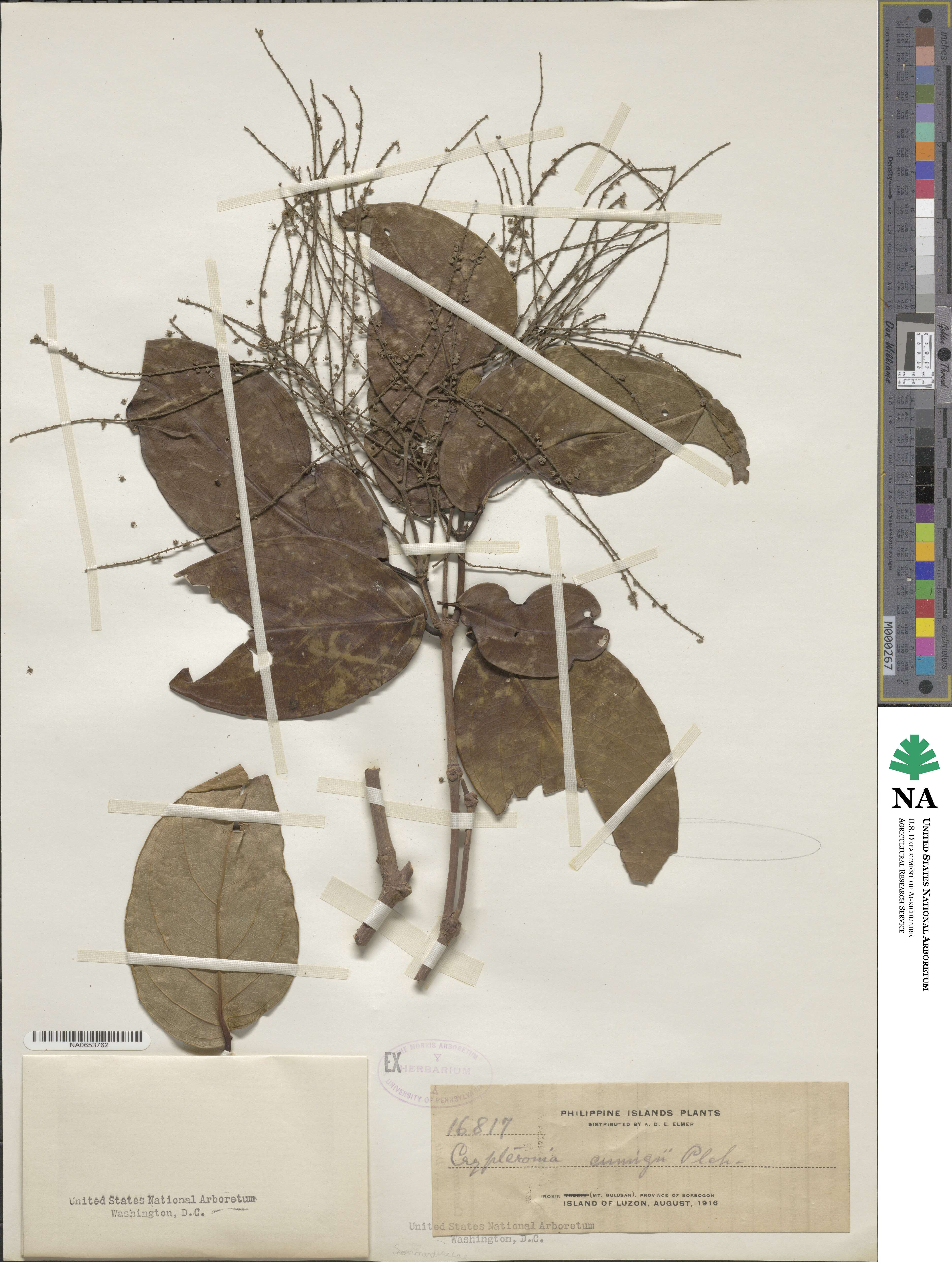 Crypteronia cumingii image