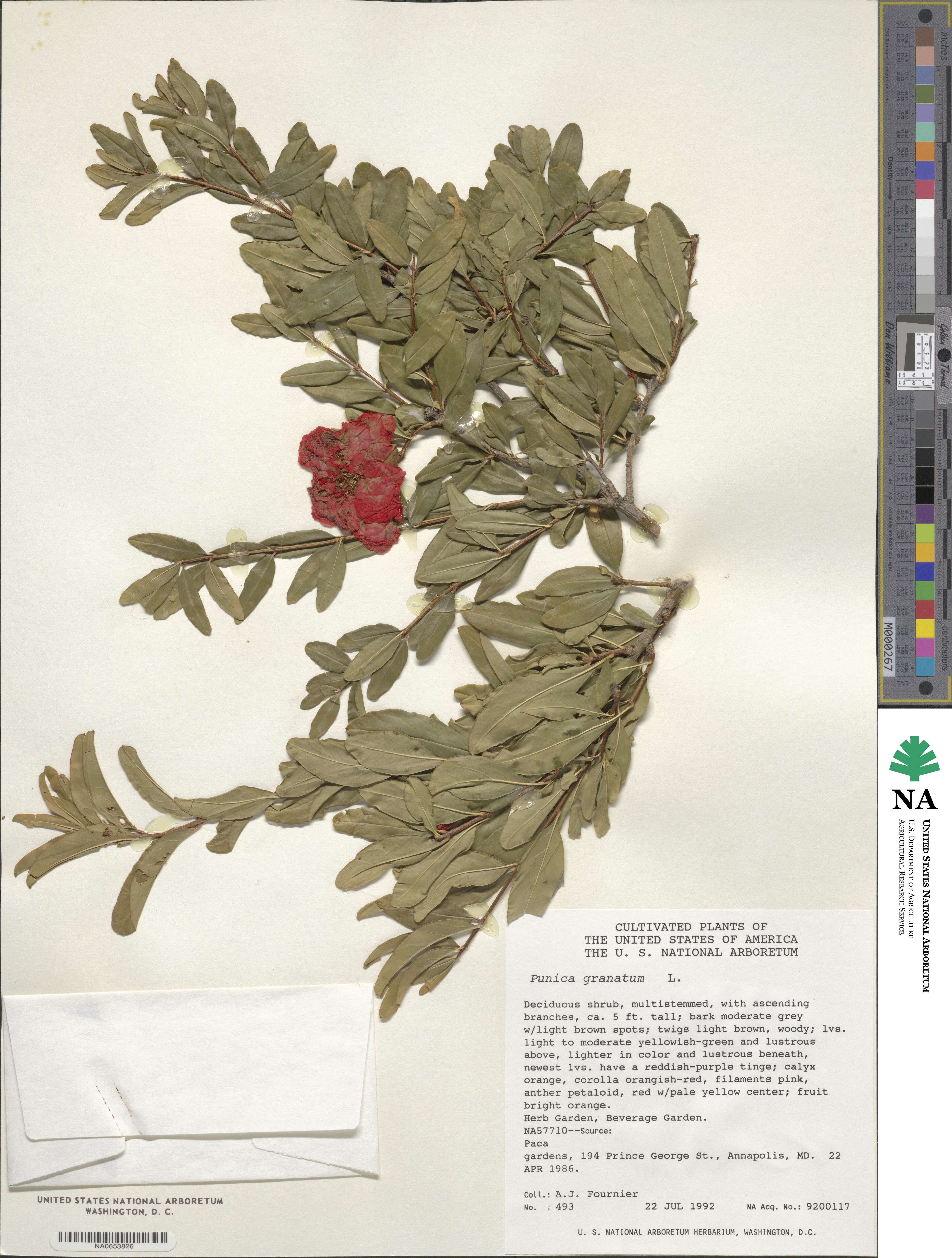 Punica granatum image