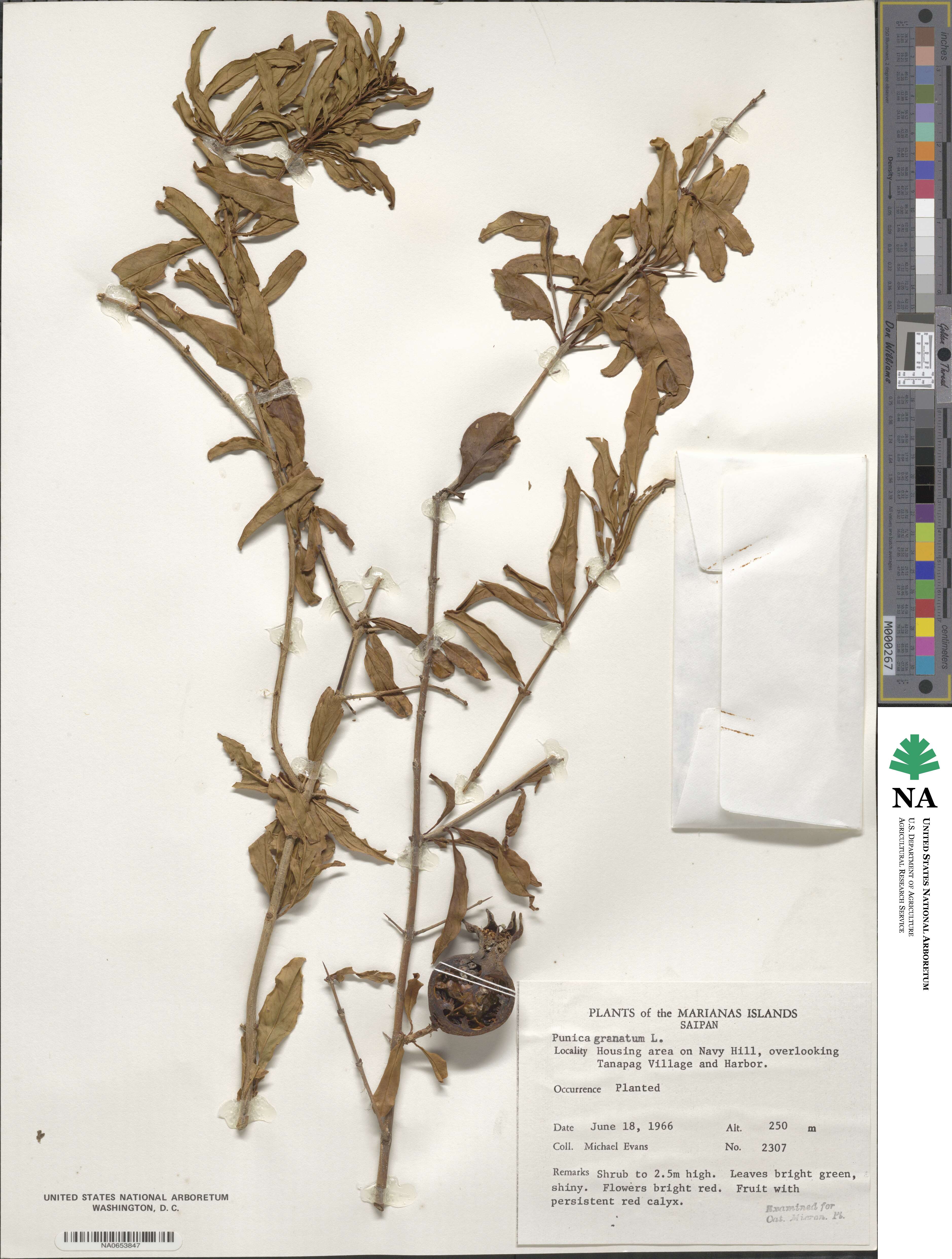 Punica granatum image