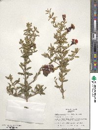 Punica granatum image
