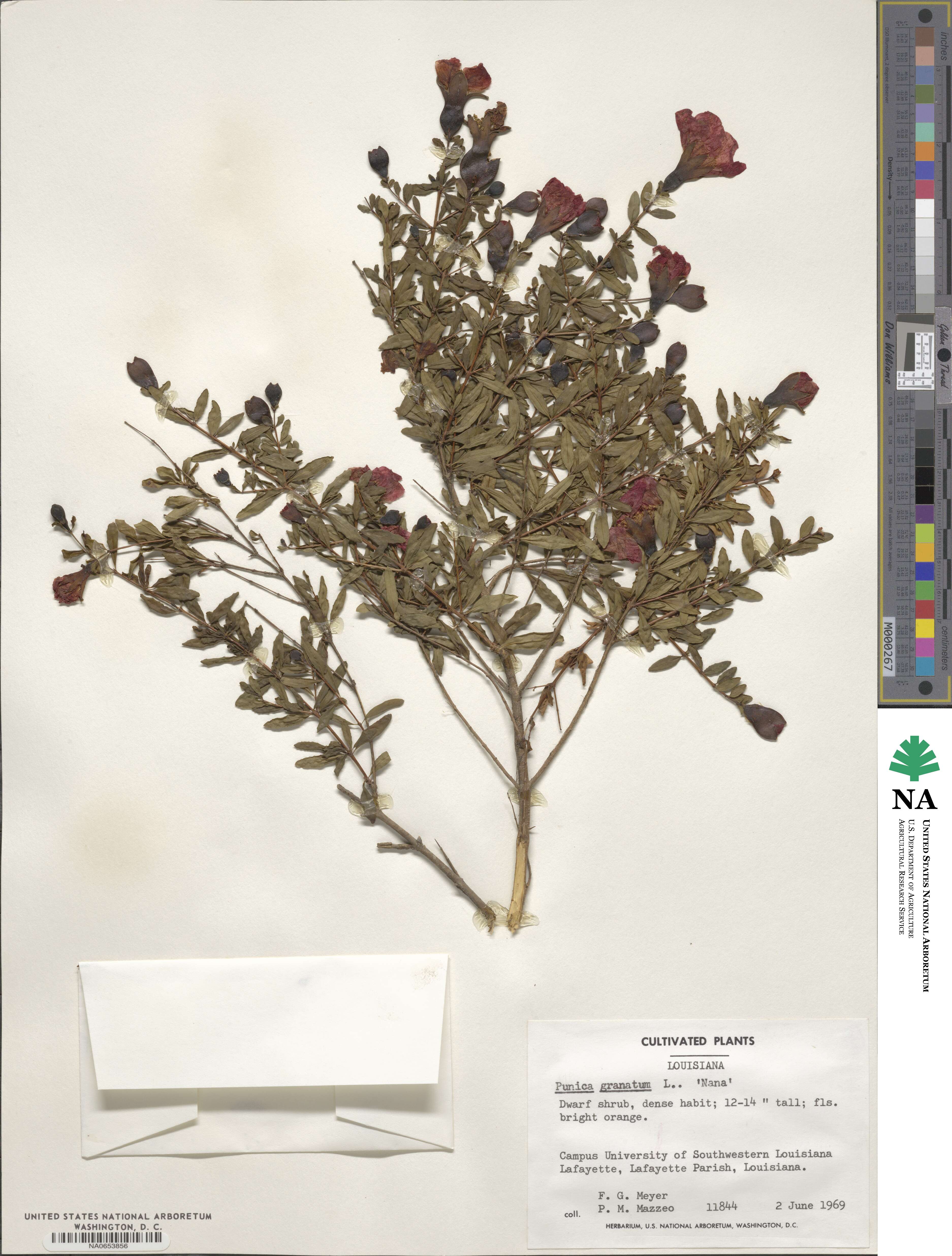 Punica granatum image