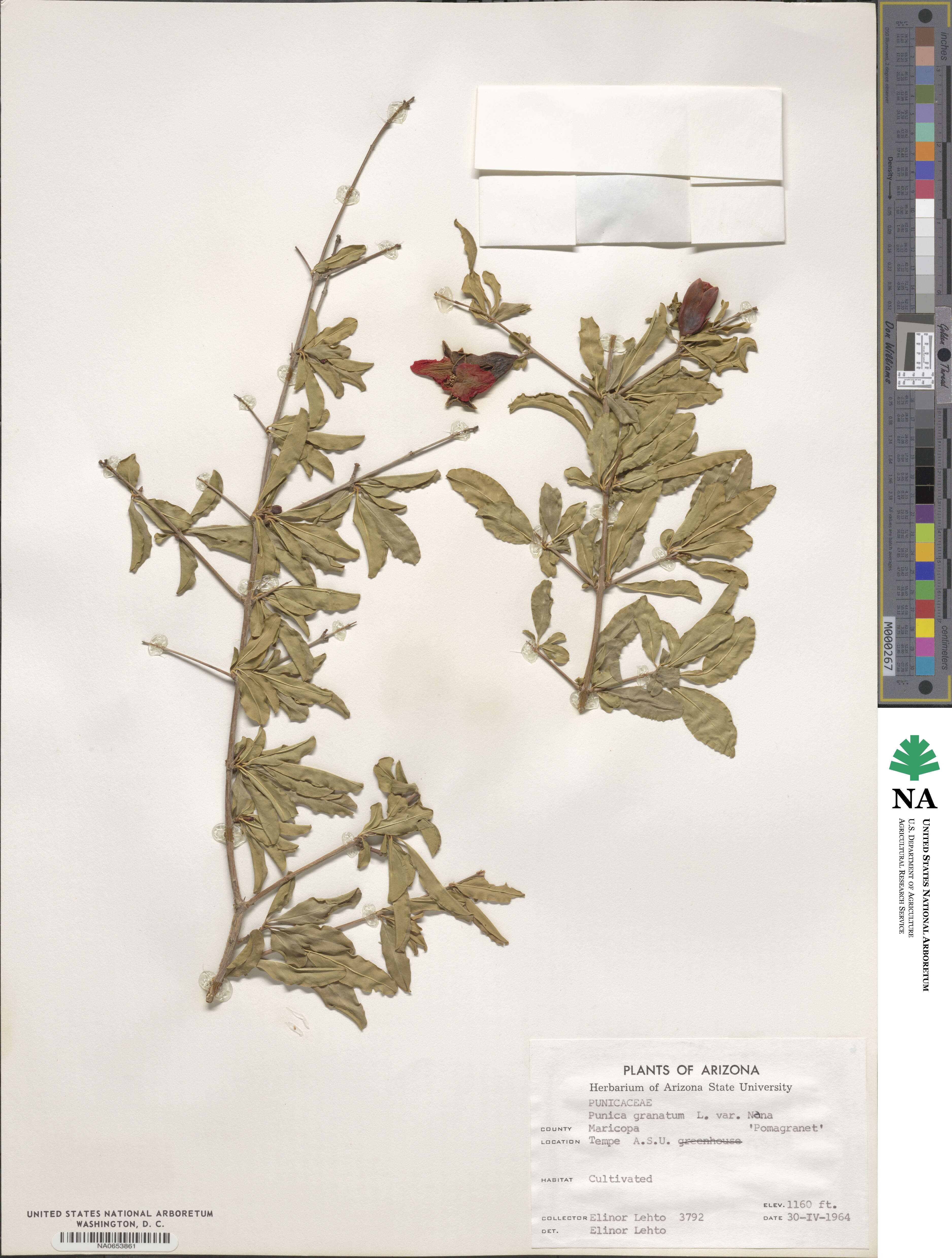 Punica granatum image