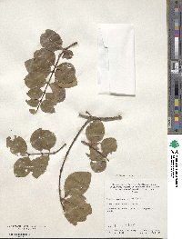 Media resource of Punica protopunica