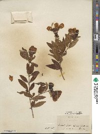 Punica granatum image