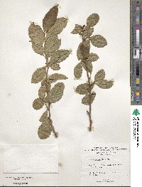 Casearia ramiflora image