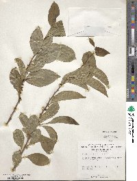 Casearia ramiflora image