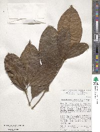 Pleuranthodendron lindenii image