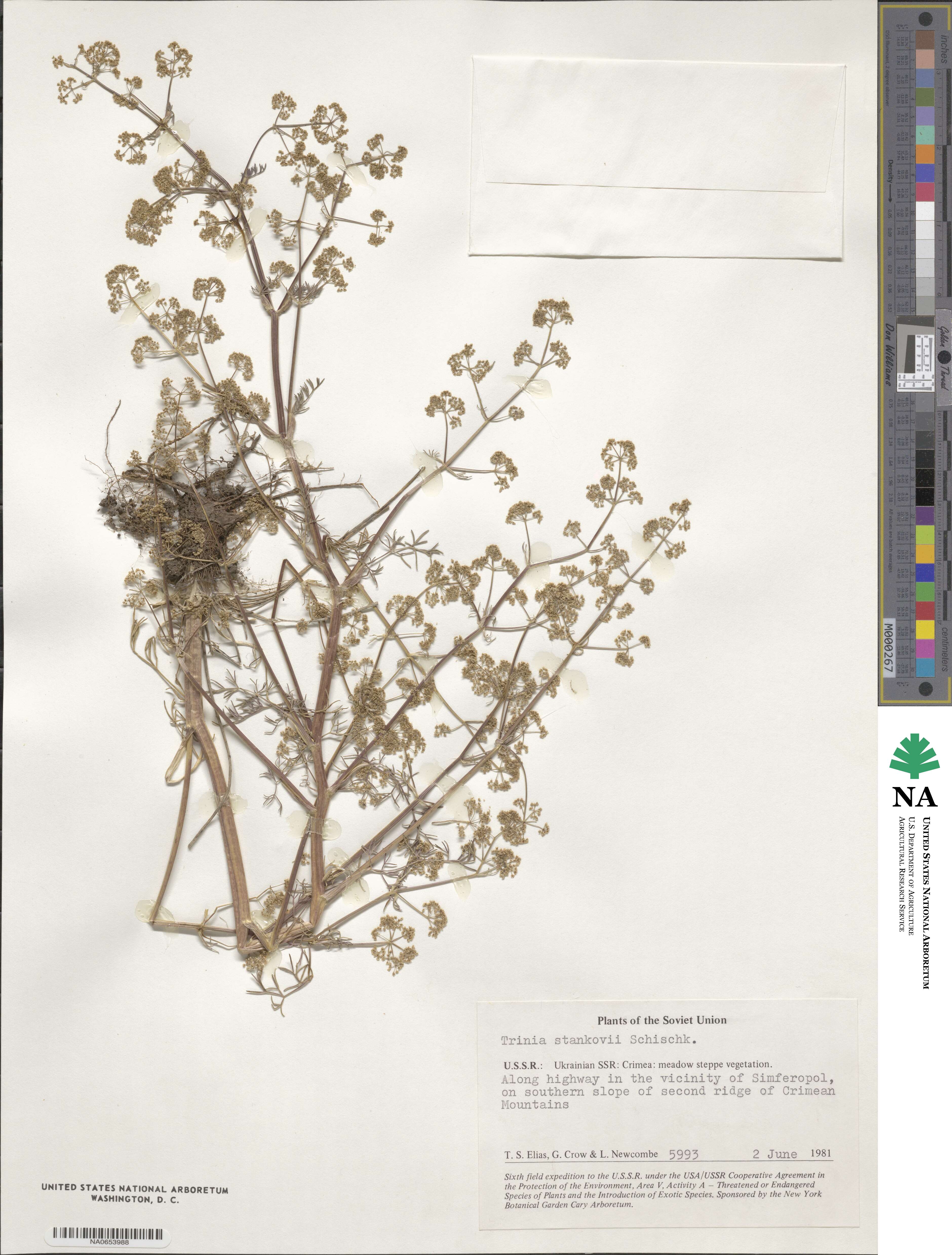 Trinia glauca subsp. glauca image