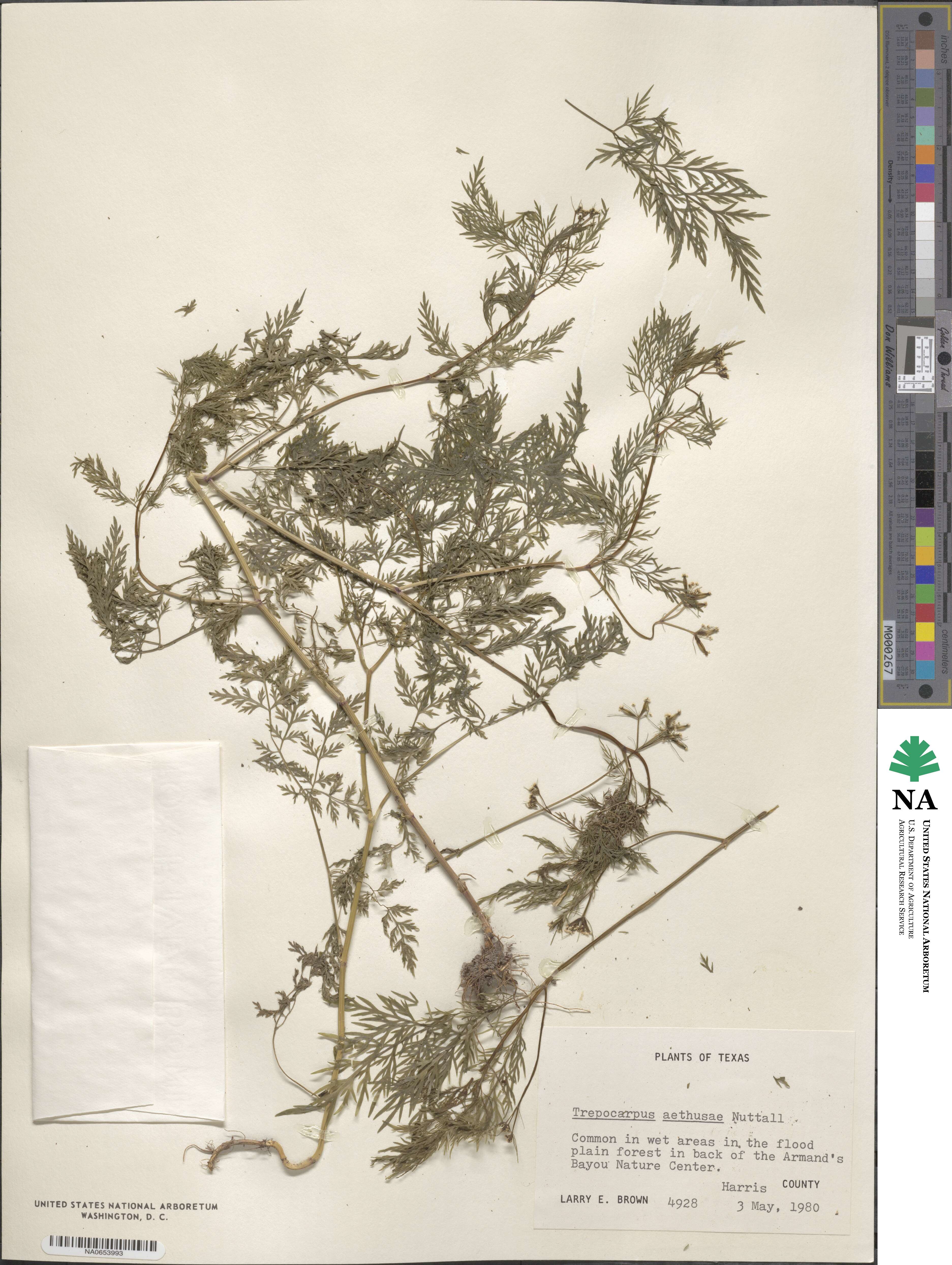 Trepocarpus aethusae image