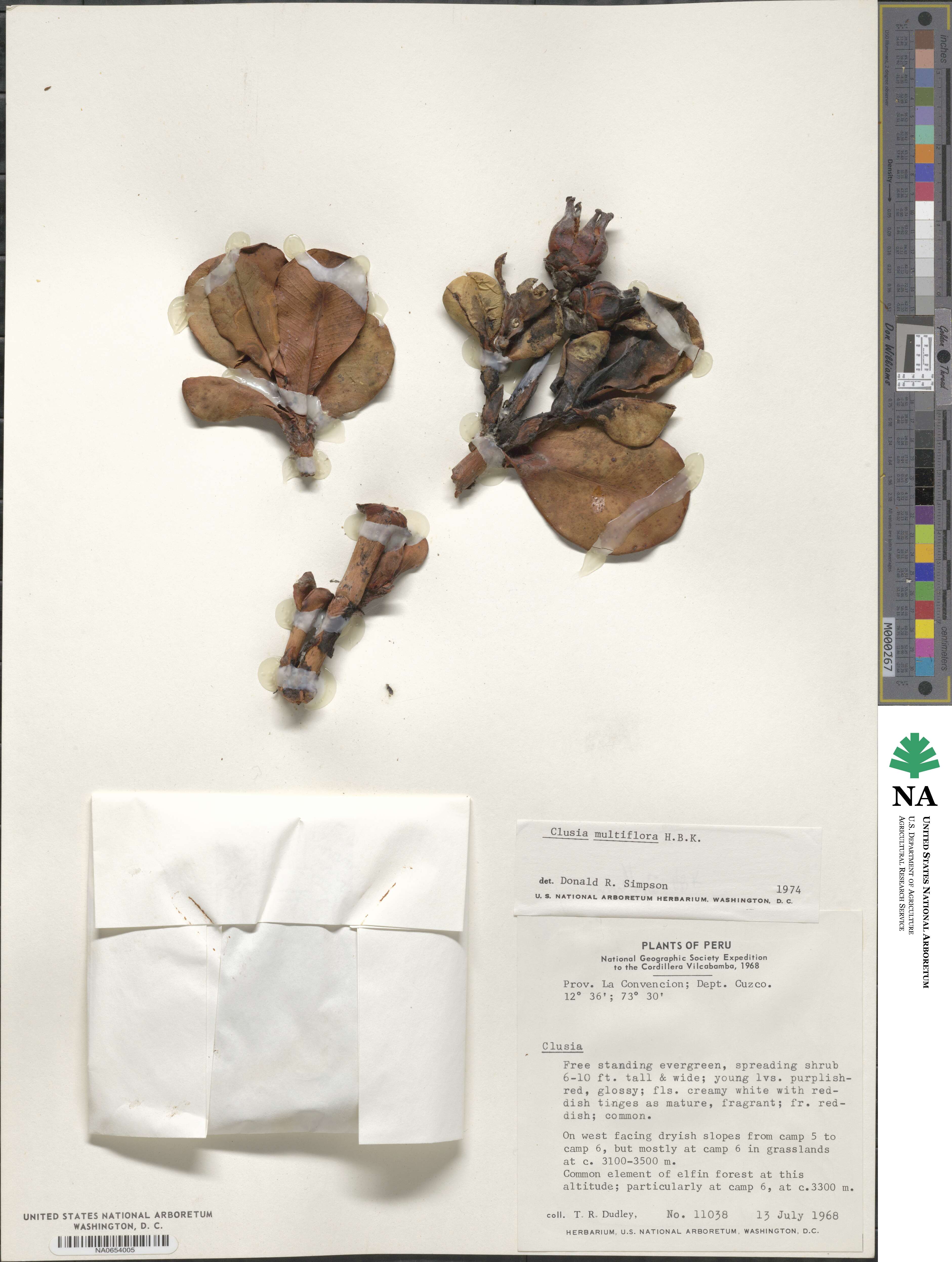 Clusia multiflora image