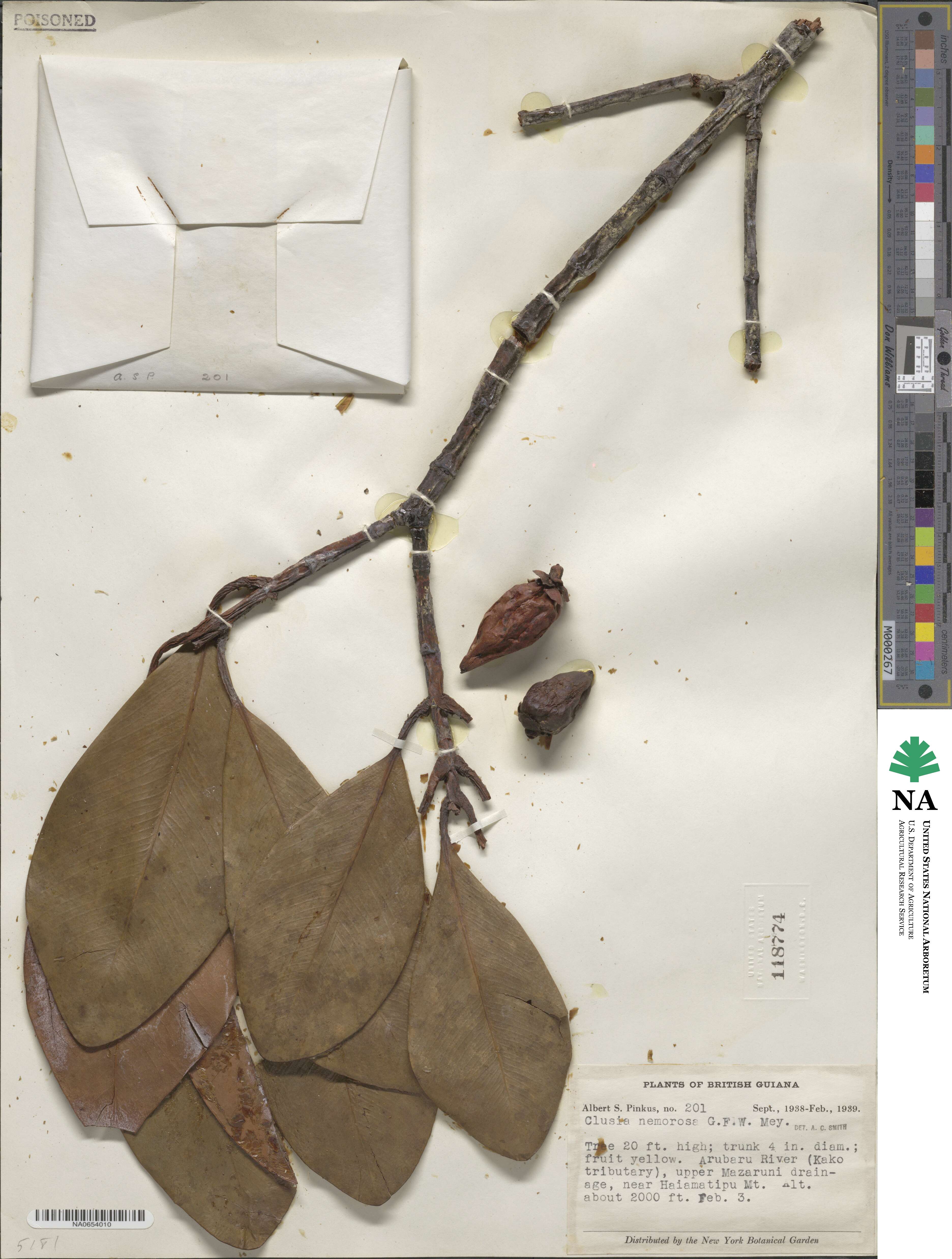 Clusia nemorosa image
