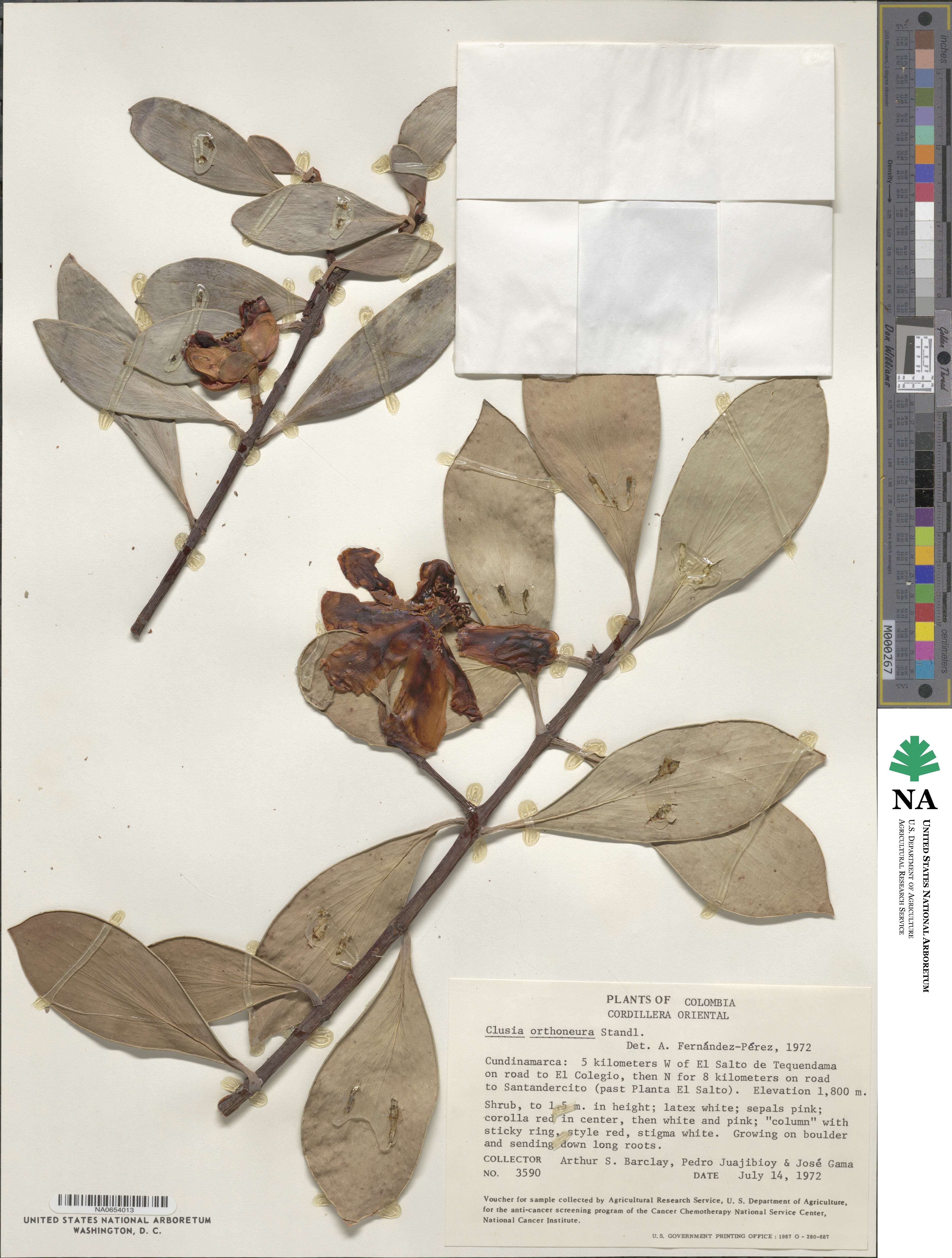 Clusia orthoneura image