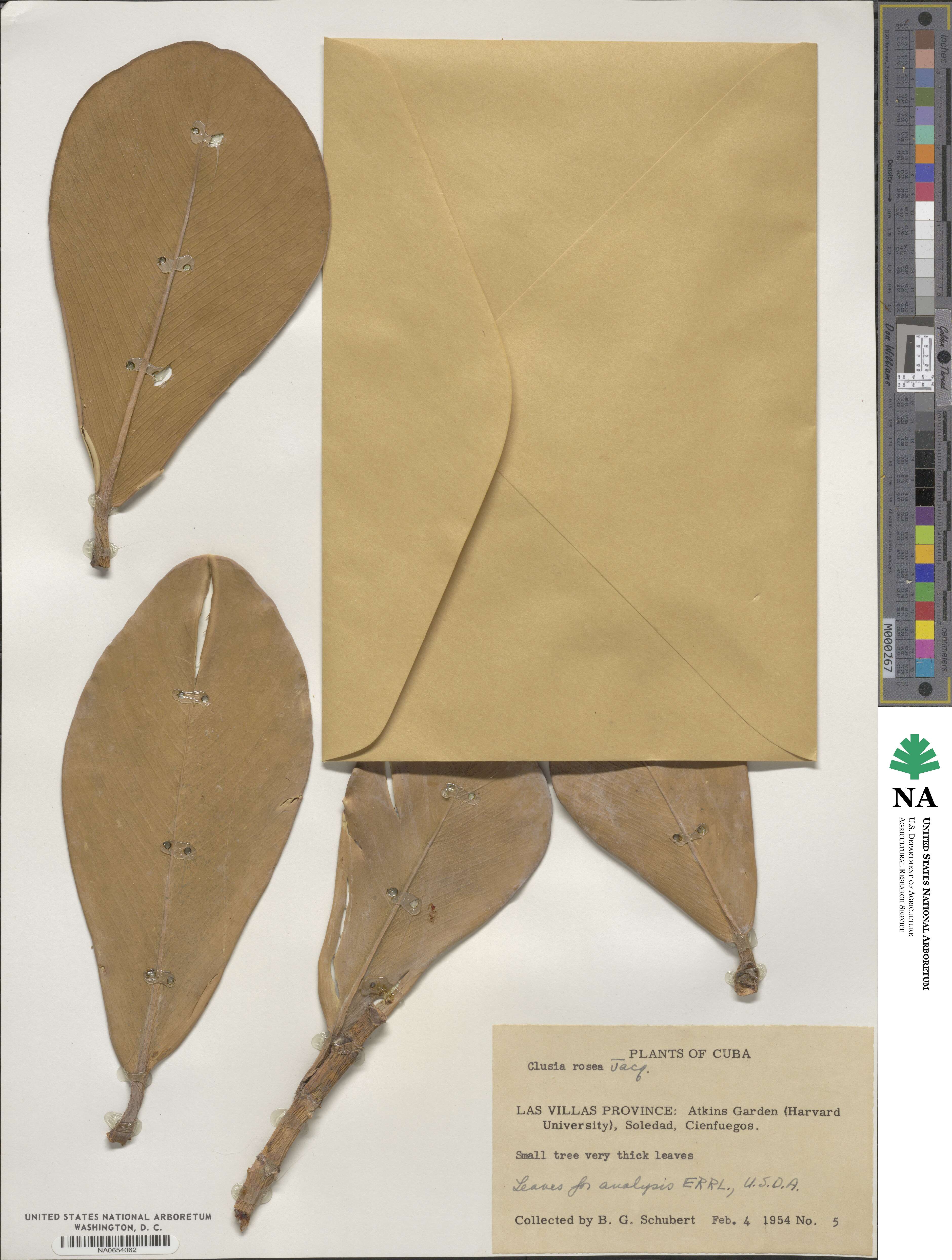 Clusia rosea image