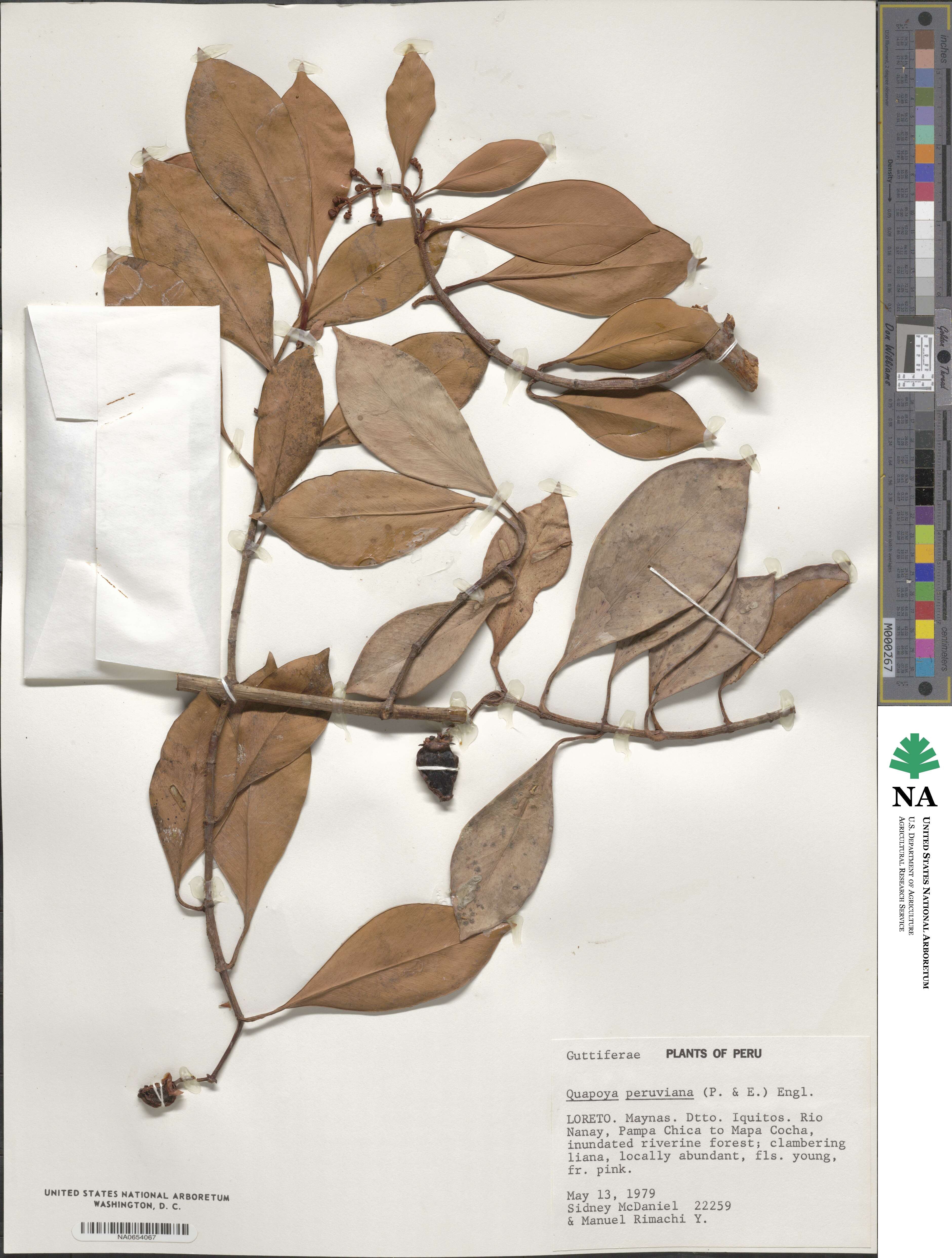 Clusia hammeliana image