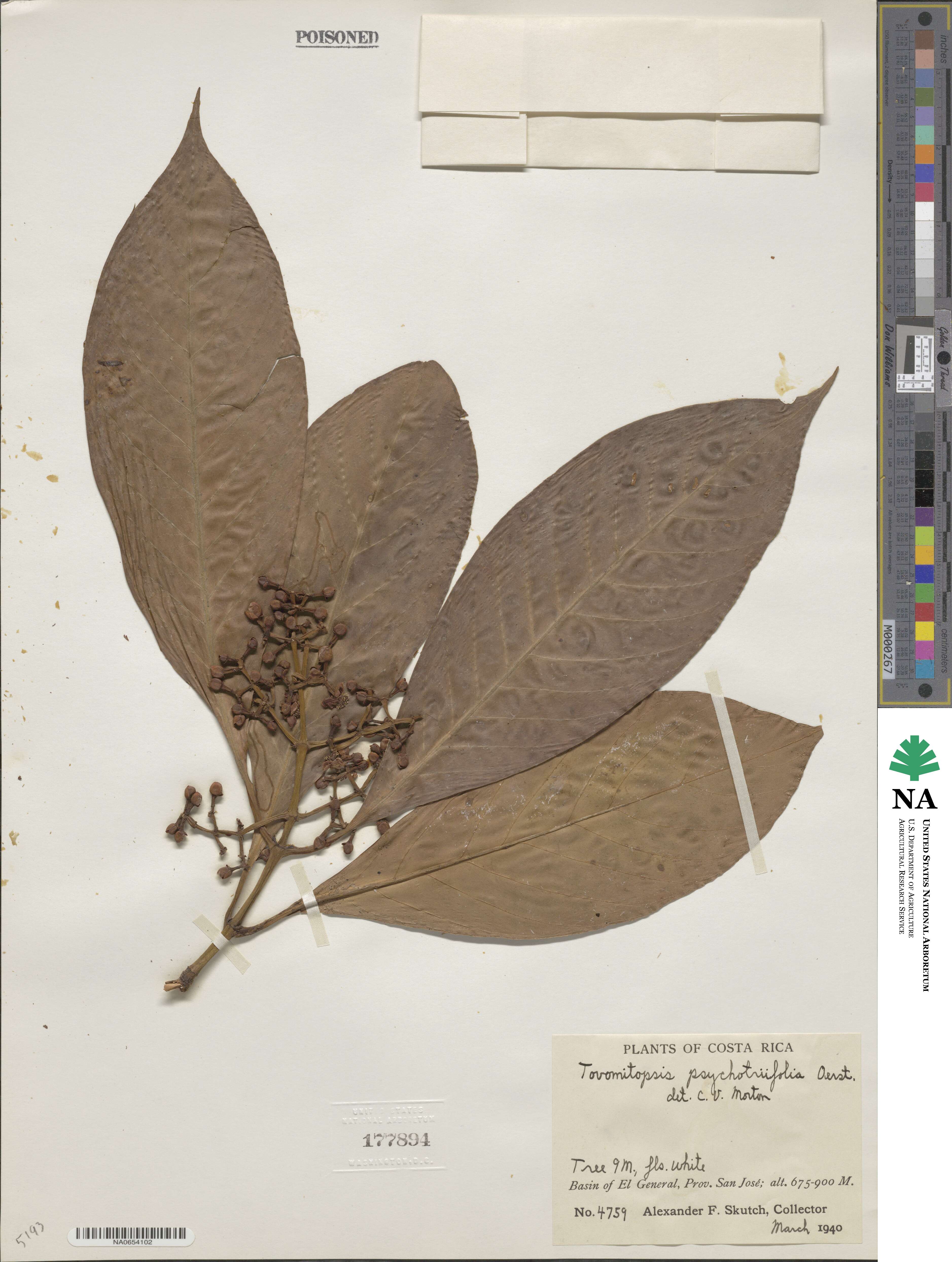 Chrysochlamys psychotriifolia image