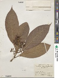 Image of Chrysochlamys psychotriifolia