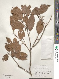 Rheedia acuminata image