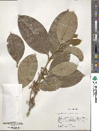 Rheedia acuminata image