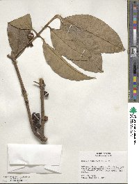 Rheedia acuminata image