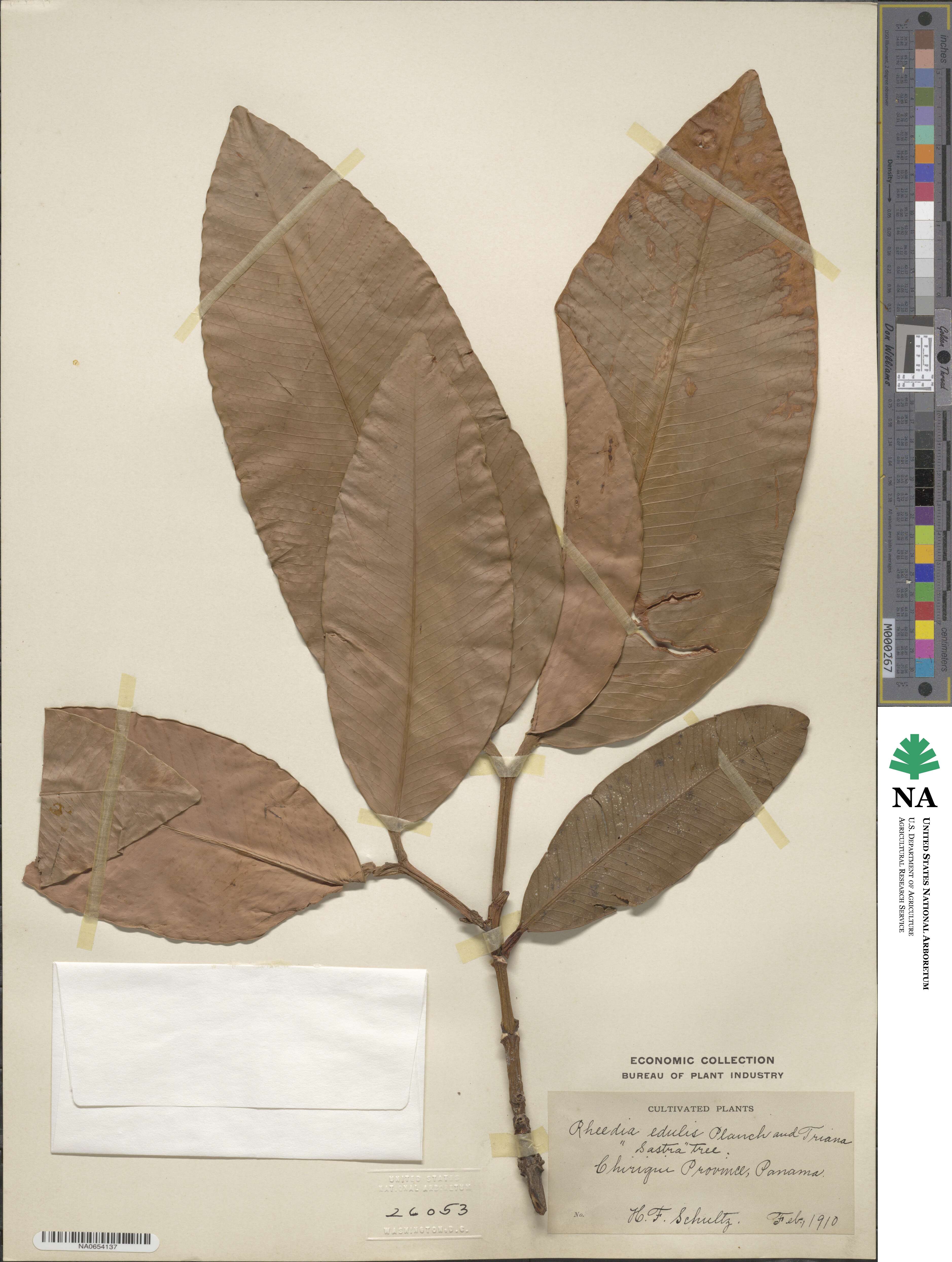 Garcinia intermedia image