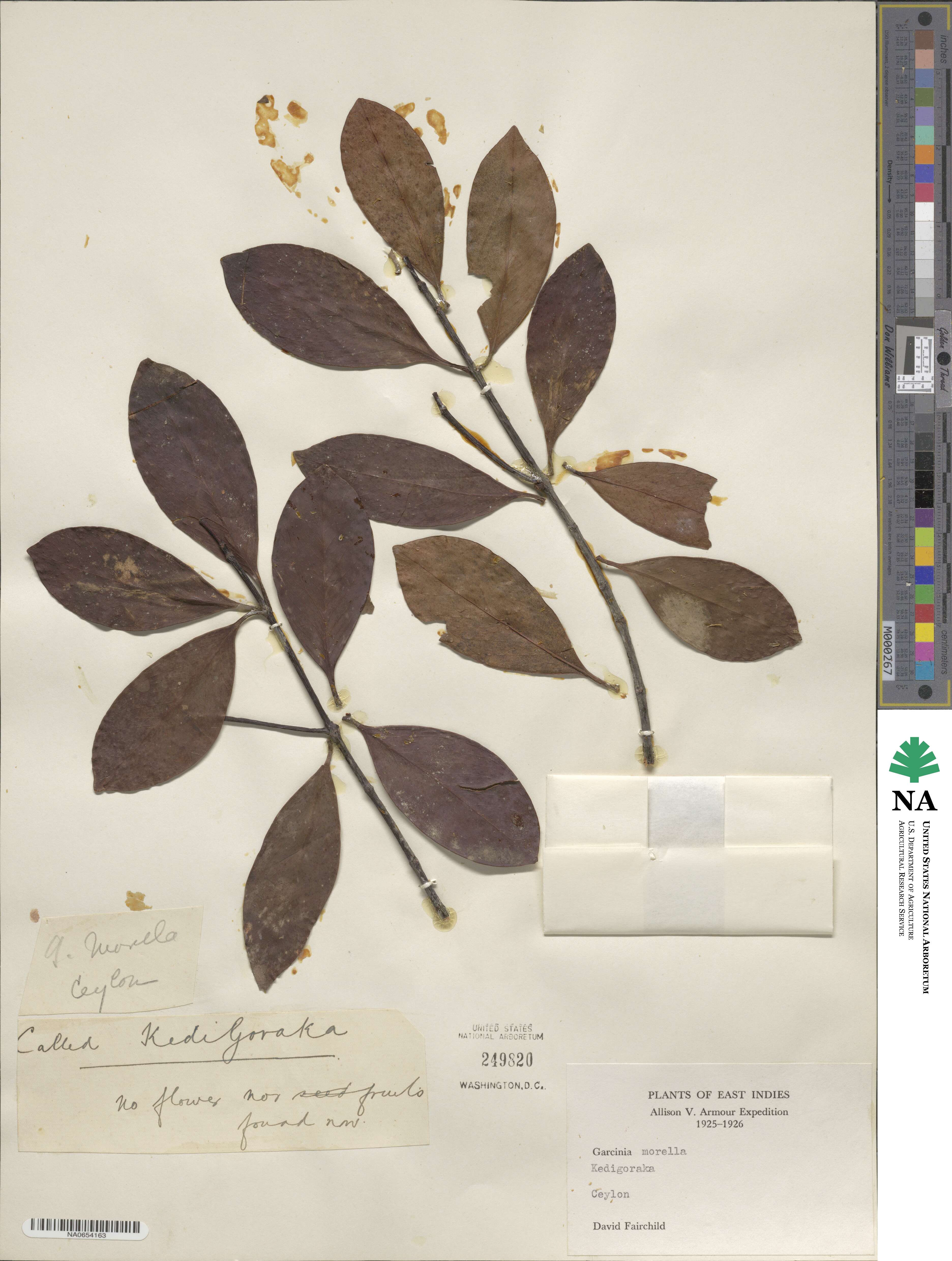 Garcinia morella image