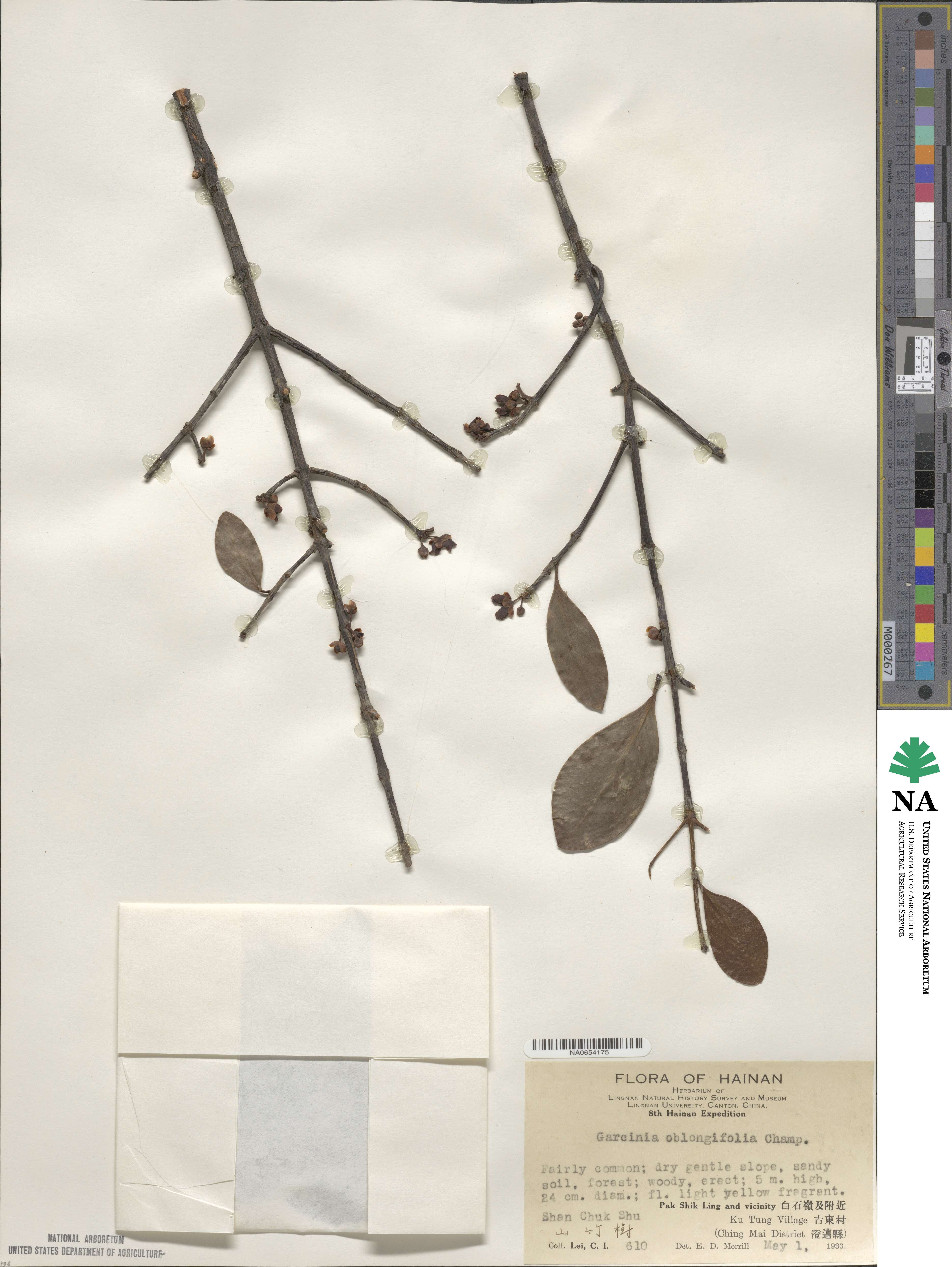 Garcinia image