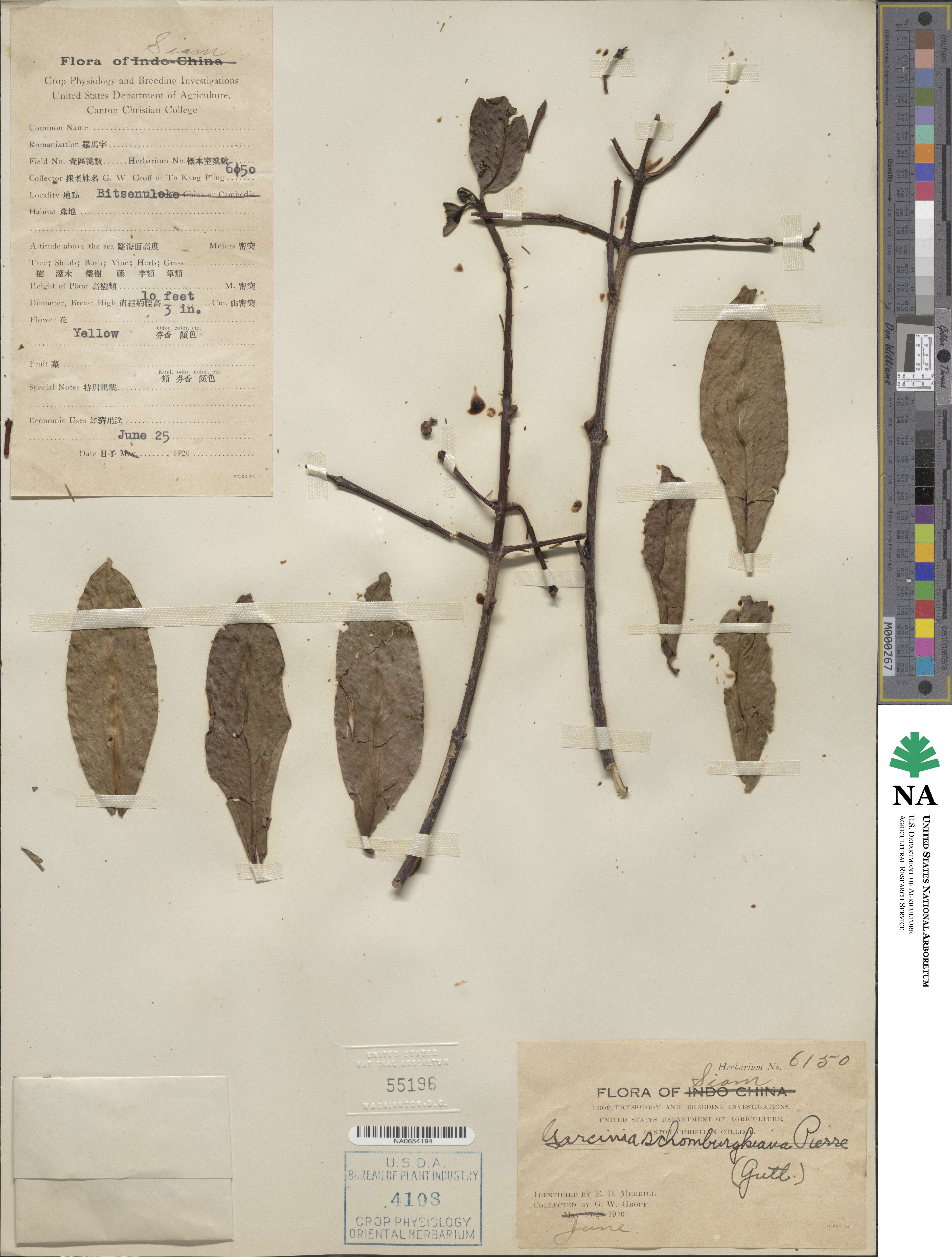 Garcinia schomburgkiana image