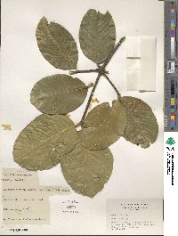 Garcinia spicata image