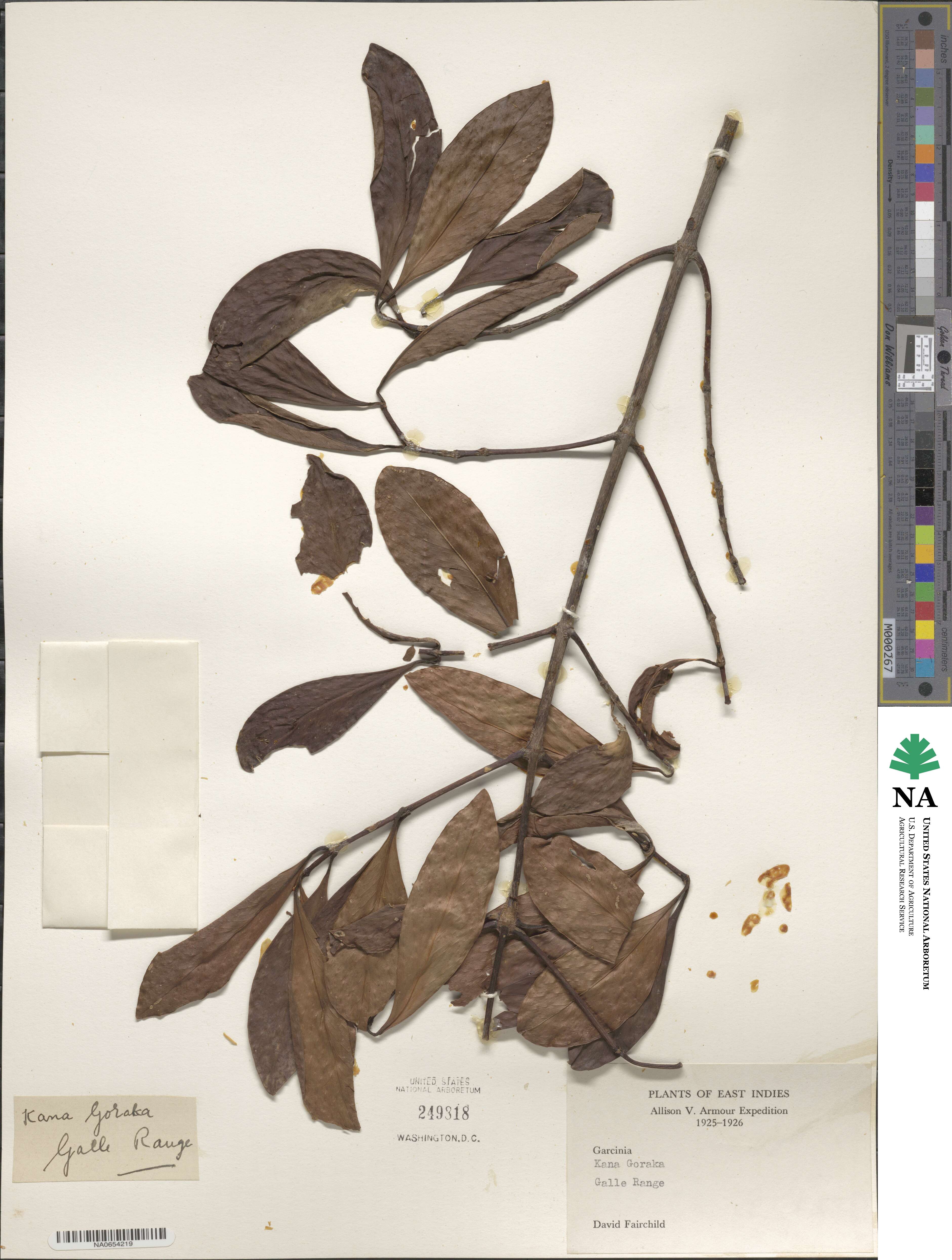 Clusiaceae image